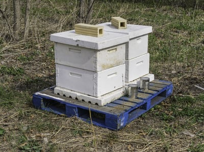 Domestication to promote pollination Apiary beehives stacked together on a wooden pallet near a prairie restoration area in spring, northern Illinois